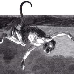 Falling Macaque Print