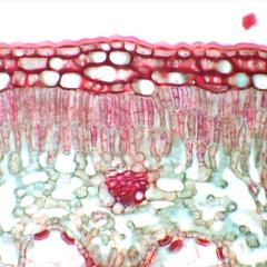 Cross section of a leaf of Nerium oleander - upper epidermis with thick cuticle