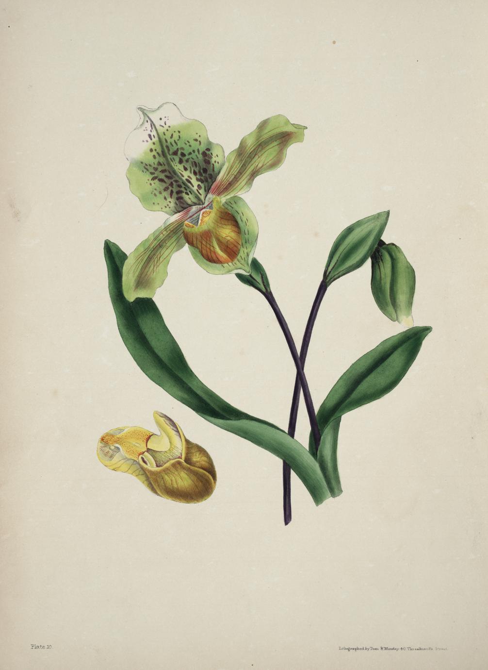 The Beauties Of Flora With Botanic And Poetic Illustrations Being A Selection Of Flowers
