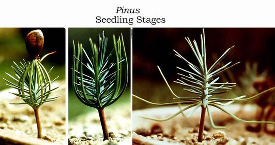 Germinating pine seedlings - composite of different stages