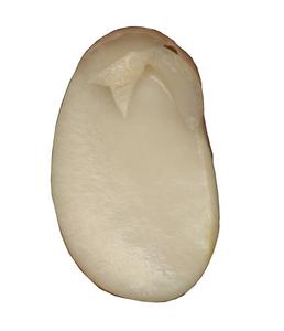 Dissected bean seed