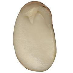 Dissected bean seed