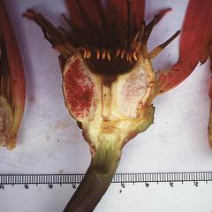 Dissected flower of Nymphaea
