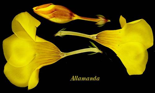 Dissected flower of Allamanda cathartica