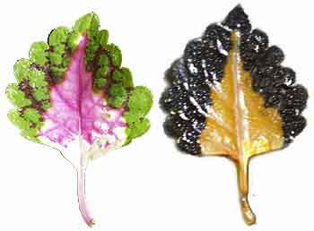 Treated and untreated variegated leaf of Coleus.