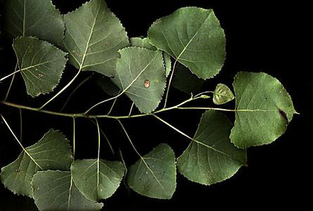 Leafy branch of cottonwood