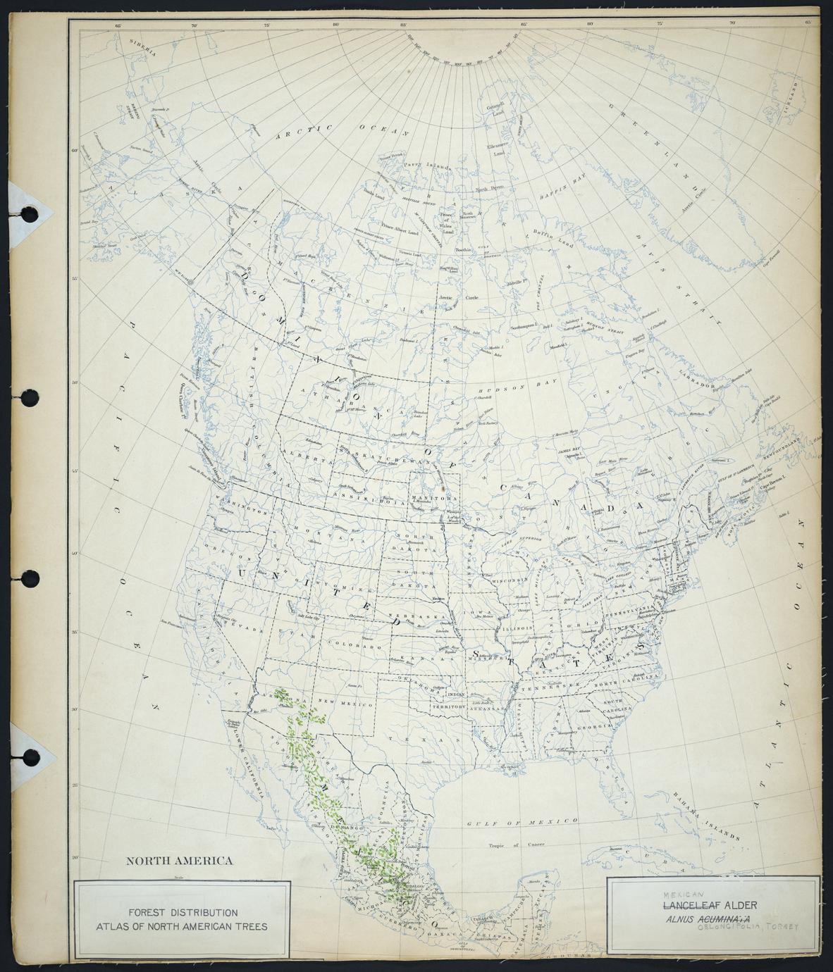 ‎Alnus oblongifolia Torrey - Mexican alder - UWDC - UW-Madison Libraries