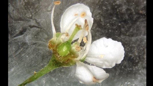 Dissected flower of black cherry
