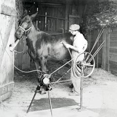 Grooming a horse