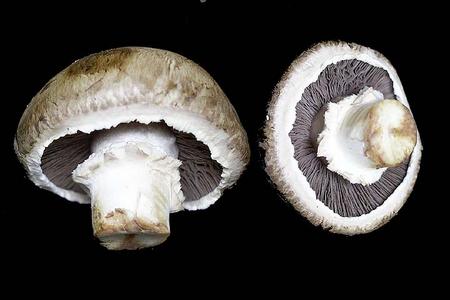 Agaricus mushroom - two views