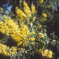Galphimia in flower, Las Joyas Biological Station