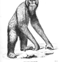 Orang outan (pose naturelle)