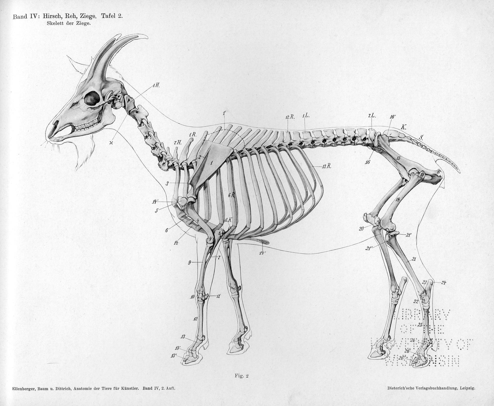洋書 Anatomie fuer Fantasy-Zeichner Anatomy for Fantasy Artists
