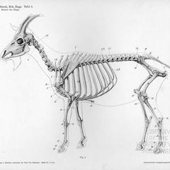 Skelett der Ziege, Tafel 2