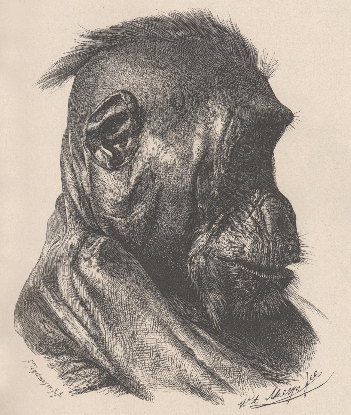 Kopf desselben mannlichen Gorilla in Profil gesehen