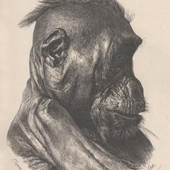 Kopf desselben mannlichen Gorilla in Profil gesehen