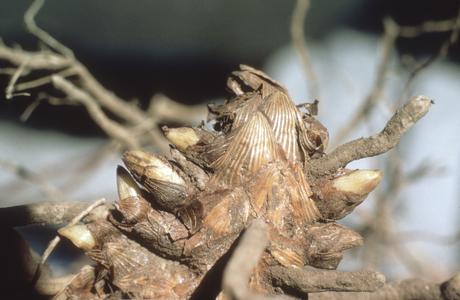 Zea diploperennis root system, close-up