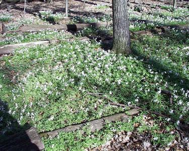 Toothwort in Wingra woods