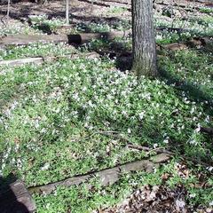 Toothwort in Wingra woods