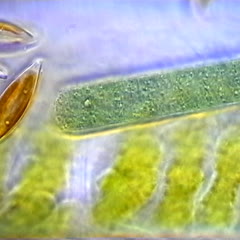 Movie of gliding Oscillatoria filament colliding with a pennate diatom - 100x objective DIC illumination