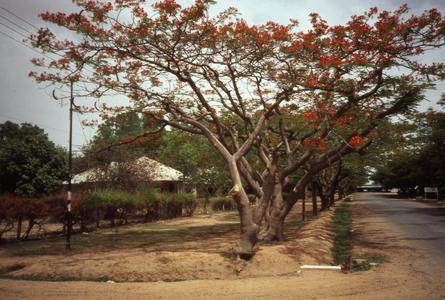 Rows of red trees in Kano