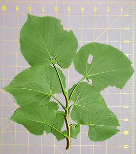 Underside of leafy bough of Tilia americana