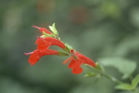 Salvia in gallery forest