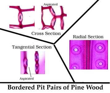 Bordered pit pairs viewed in cross, radial and tangential sections of pine wood