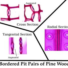 Bordered pit pairs viewed in cross, radial and tangential sections of pine wood