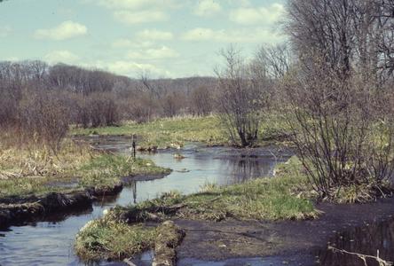 Meandering brook trout stream
