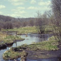 Meandering brook trout stream