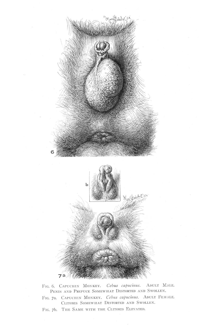 White-Headed Capuchin Genitalia Print - UWDC - UW-Madison Libraries