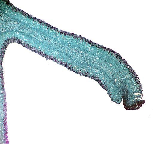 Hymenial layer of Morchella fruiting body
