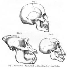 Human and Gorilla Skulls Print