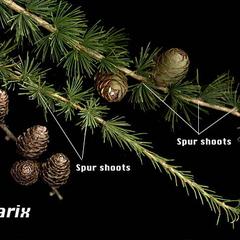 Spur shoots of Japanese larch