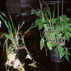 Herbicidal action of the synthetic auxin, 2,4-D - the pot on the left had been treated two weeks earlier