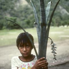 Bromeliad from thorn forest below Primera Agua