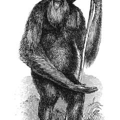 Standing Adult Male Orangutan Print