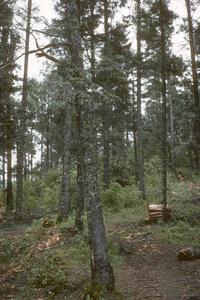 Logging within Abies-Pinus national park