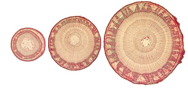 Tilia stems : cross sections of one, two and three-year old stems