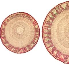 Tilia stems : cross sections of one, two and three-year old stems