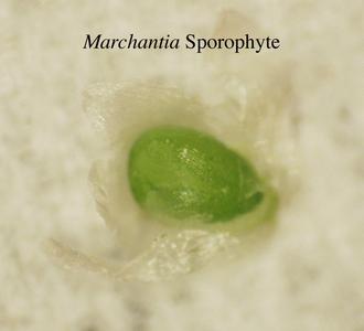 Marchantia - detached sporophye