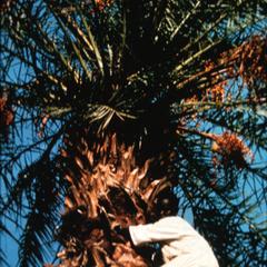 Harvesting from a Date Palm