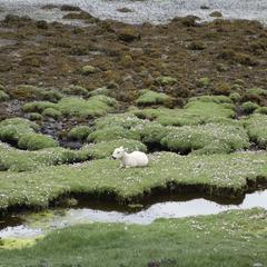 Isle of Mull, lamb on shore near Salen