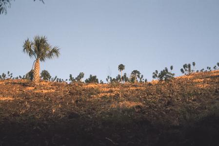 Sabal palms, cornfields on steep slopes, east of El Progreso