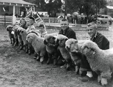 Sheep at the 1954 Wisconsin Livestock Breeders Association Show
