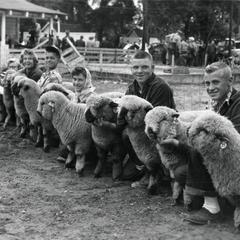 Sheep at the 1954 Wisconsin Livestock Breeders Association Show