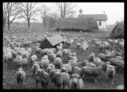 Dexter Farm - second school - sheep in yard