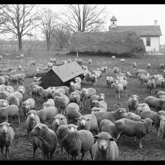 Dexter Farm - second school - sheep in yard