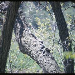 Pilot black snake moving up trunk of tree, Ridgeland